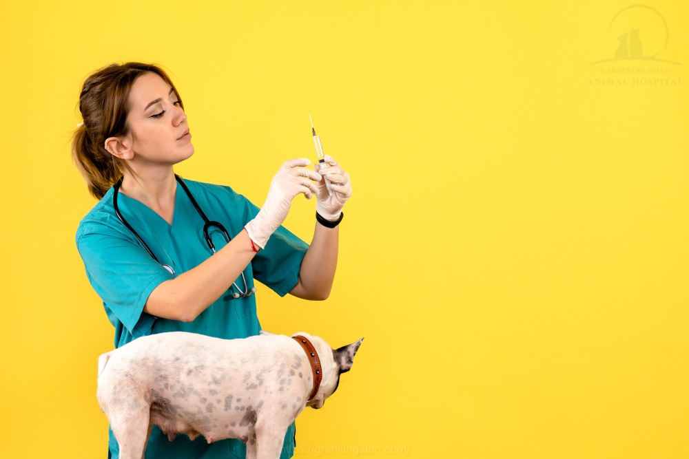 Dog&pupy Vaccination