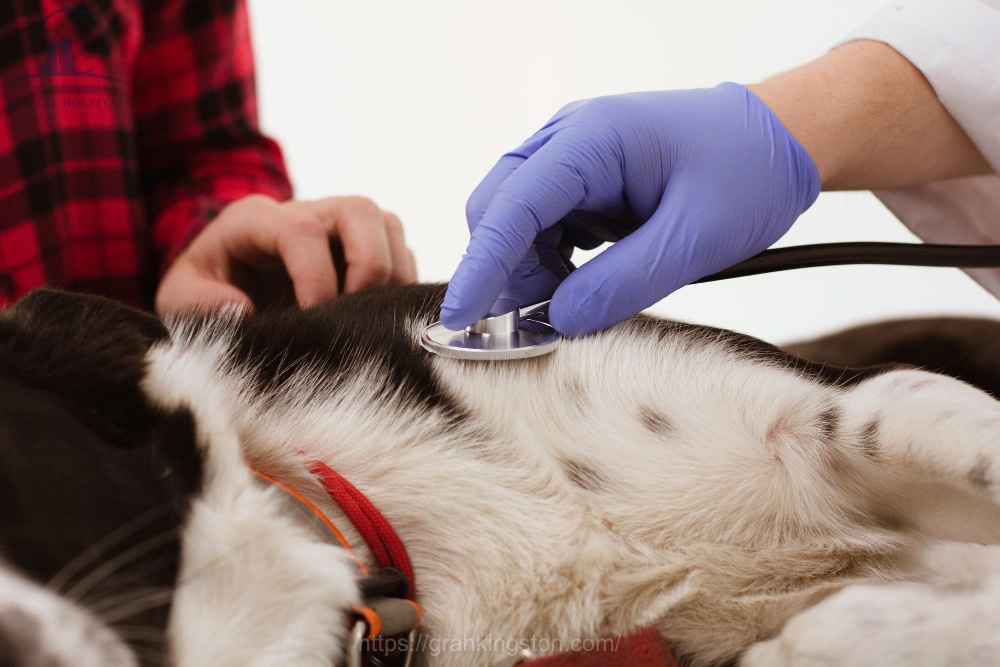 Dog Emergency Vet Near Me