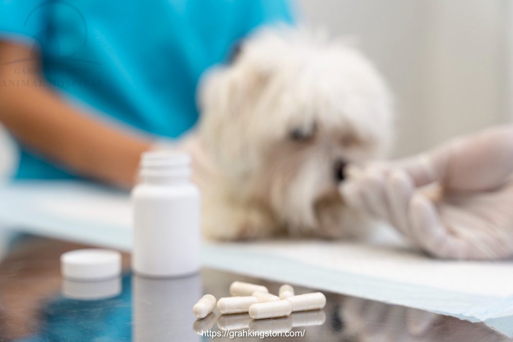 Dog Pharmcy