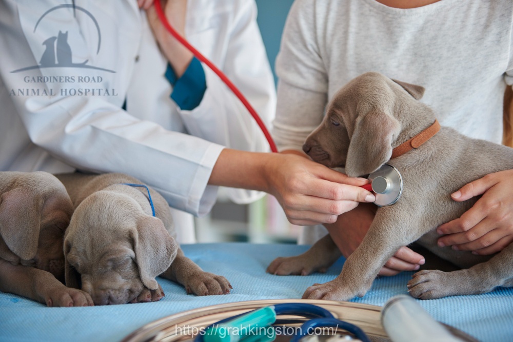 Pet Annual Checkup