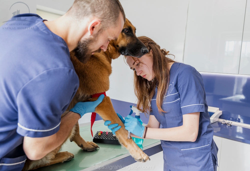Pet Laboratory Services