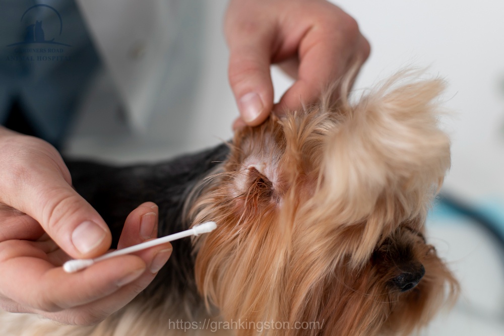 Pet Parasite Control 