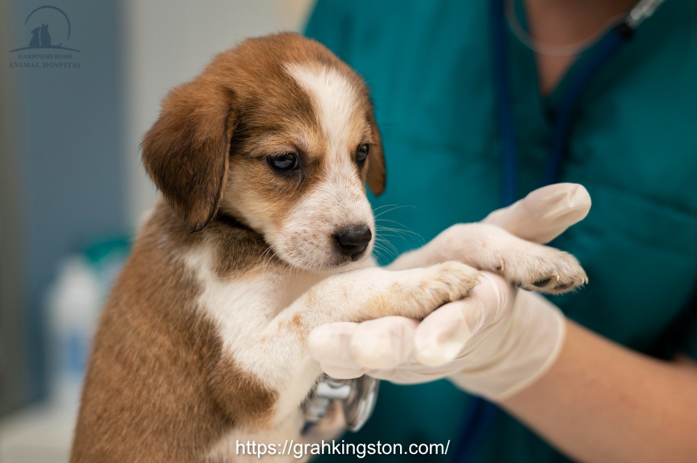 Pet Surgery Kingston