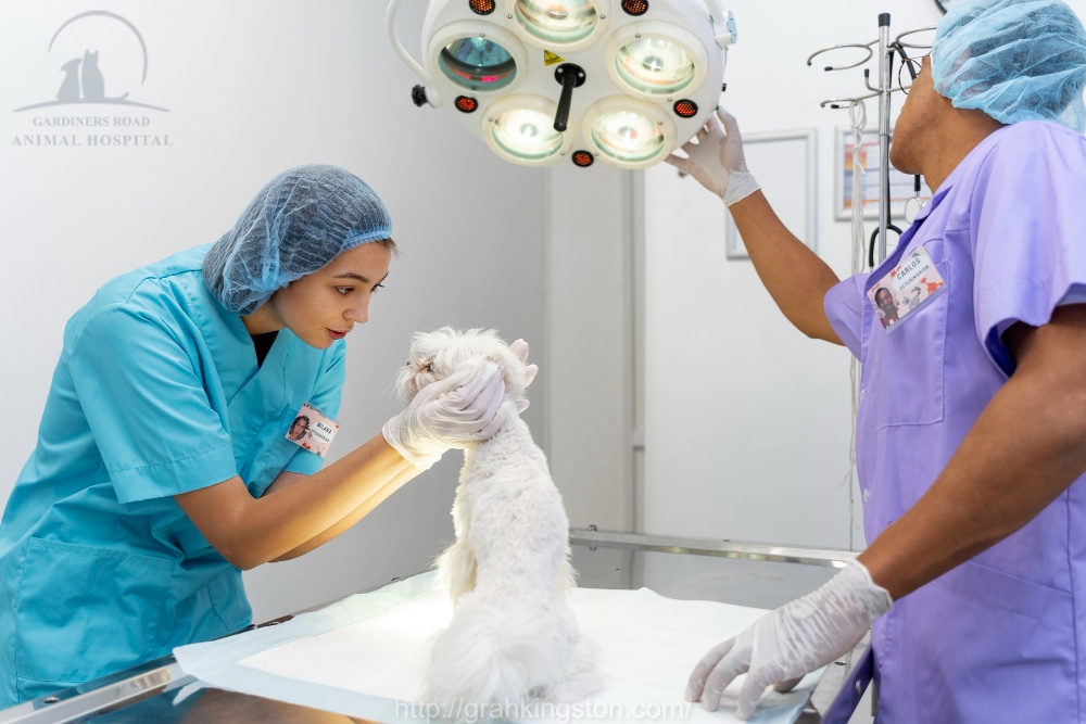 PetSurgeryKingston