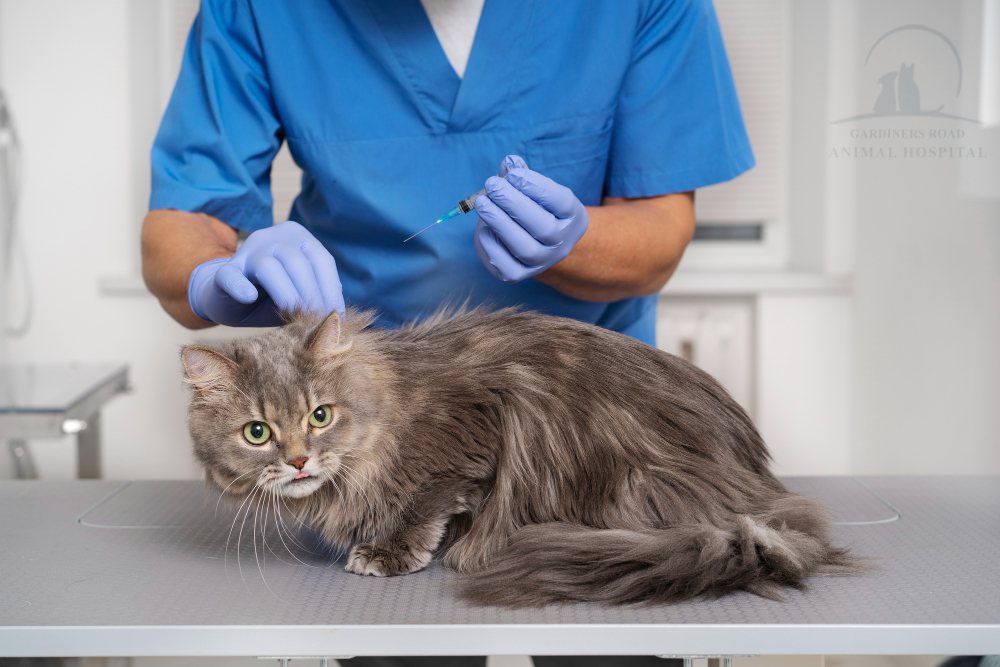 Dog & Cat vaccination
