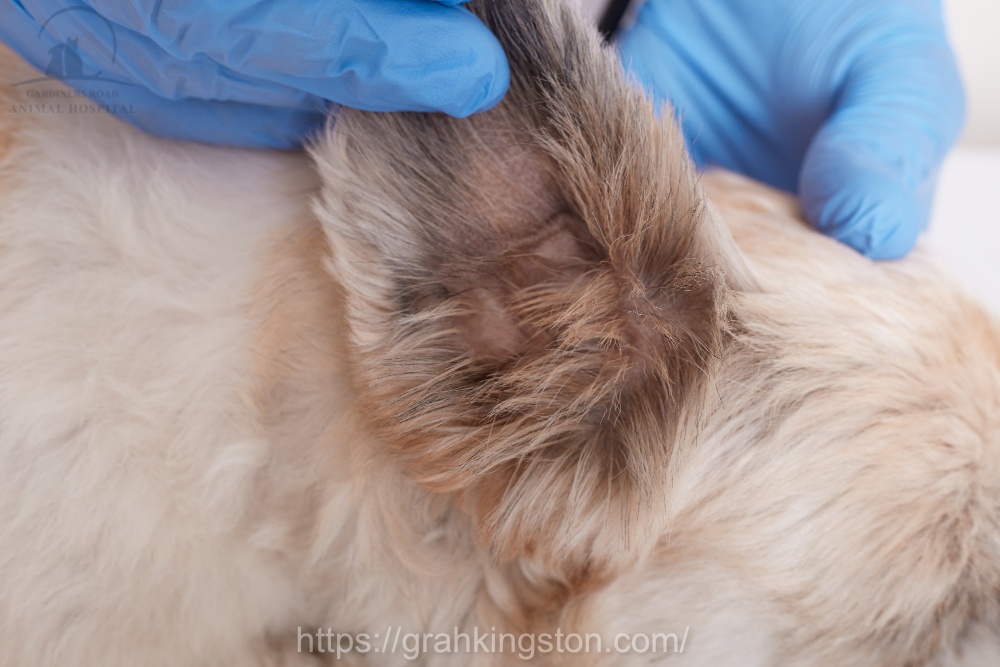 Pet Parasite Control