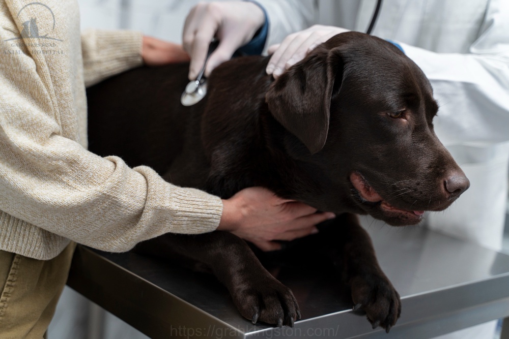 Pet Emergency Care