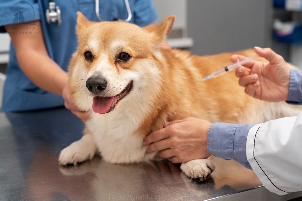 GrahKingston Pet Vaccinations