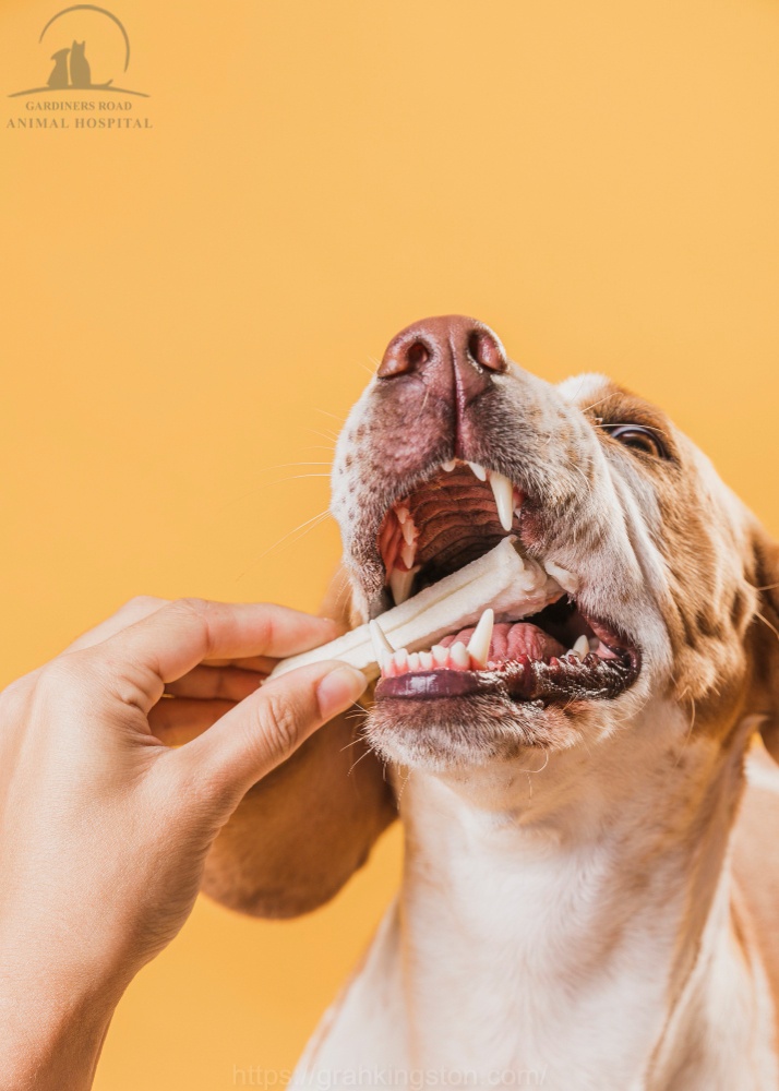 Pet Dental Care