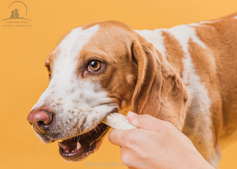 Vet Dental Care Kingston