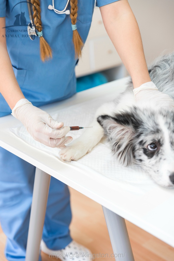 Dog vaccination Kingston Ontario