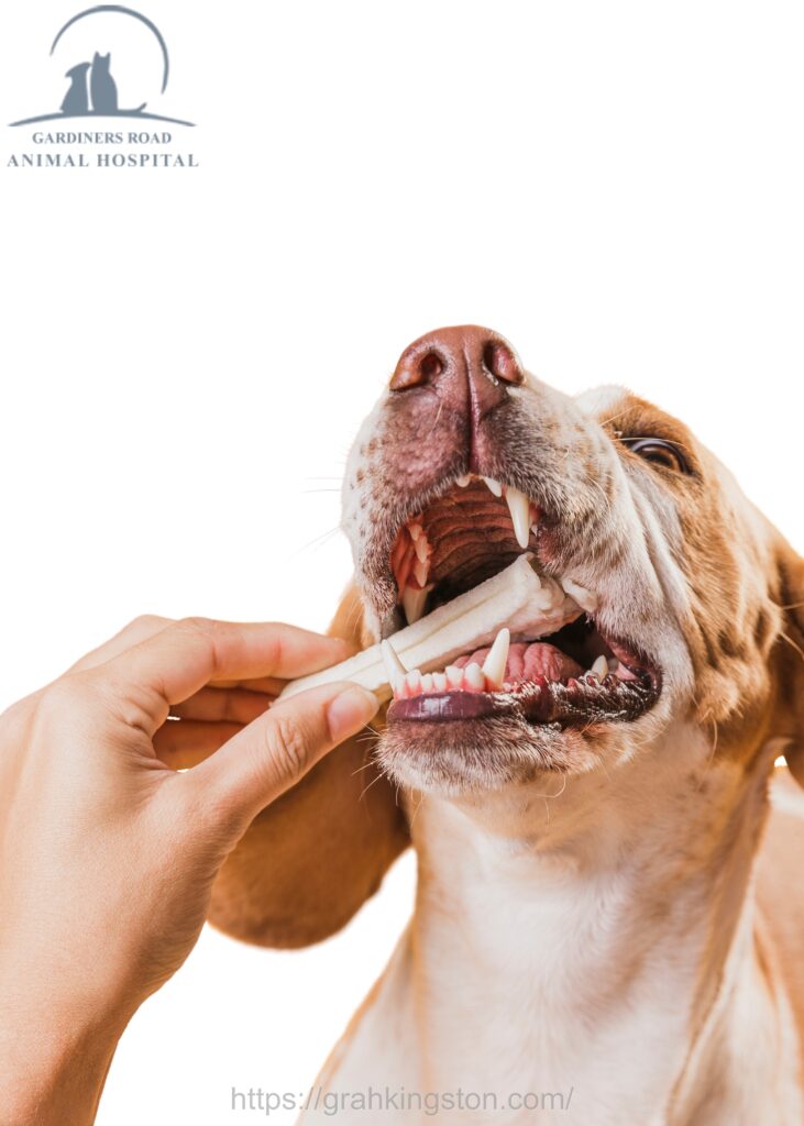 pet dental care Kingston